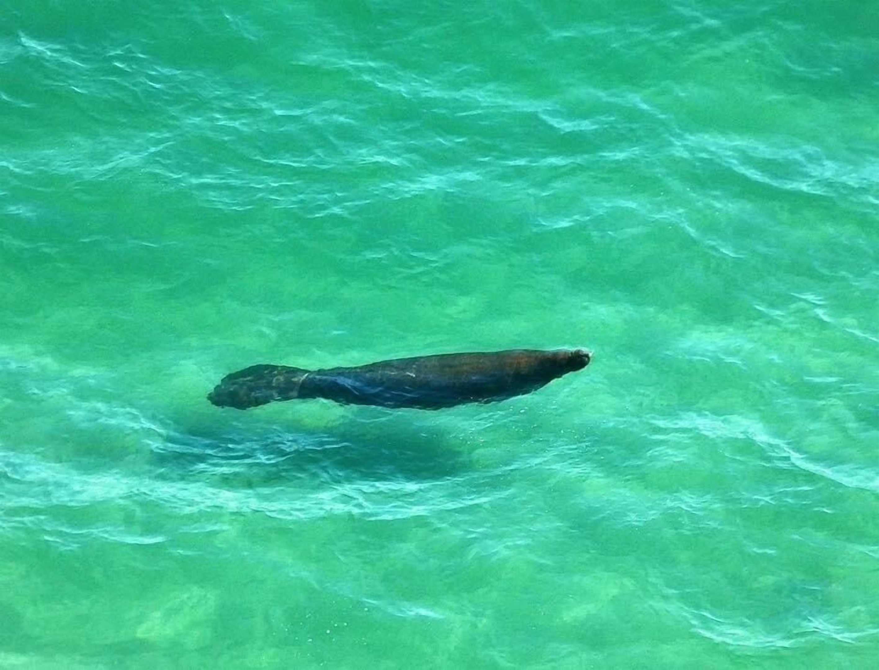 Manatee