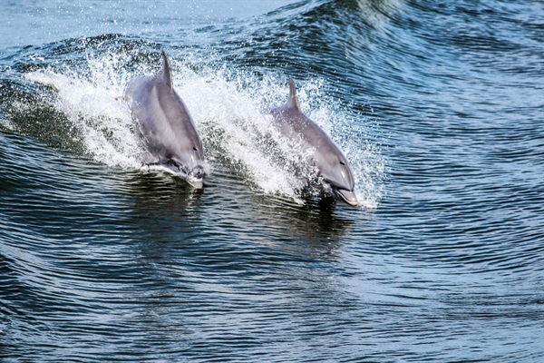 D101 - Ocean Club Villas