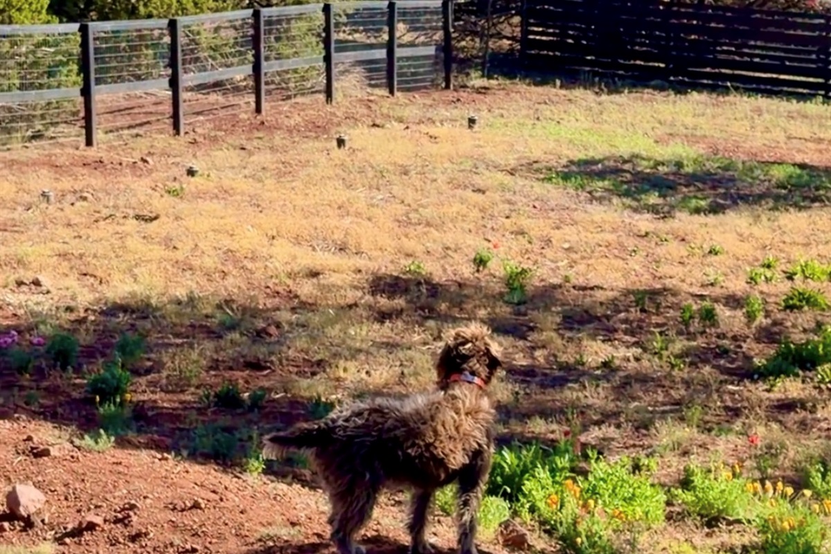 Fenced yard for your pups to roam safely