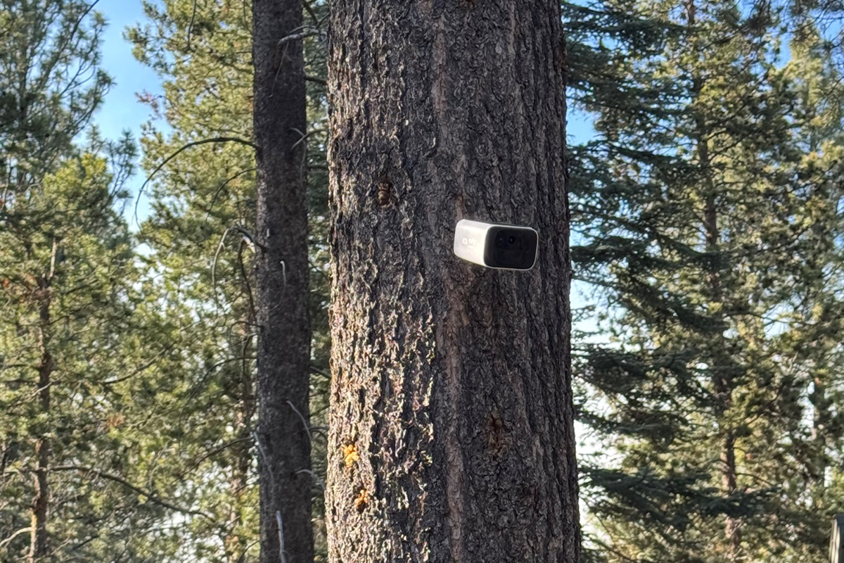 Exterior camera on tree overlooking the front driveway