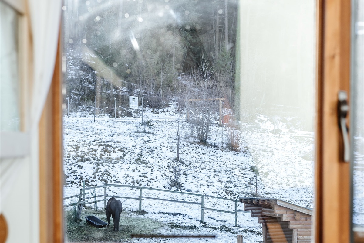 view of the horses from kitchen window