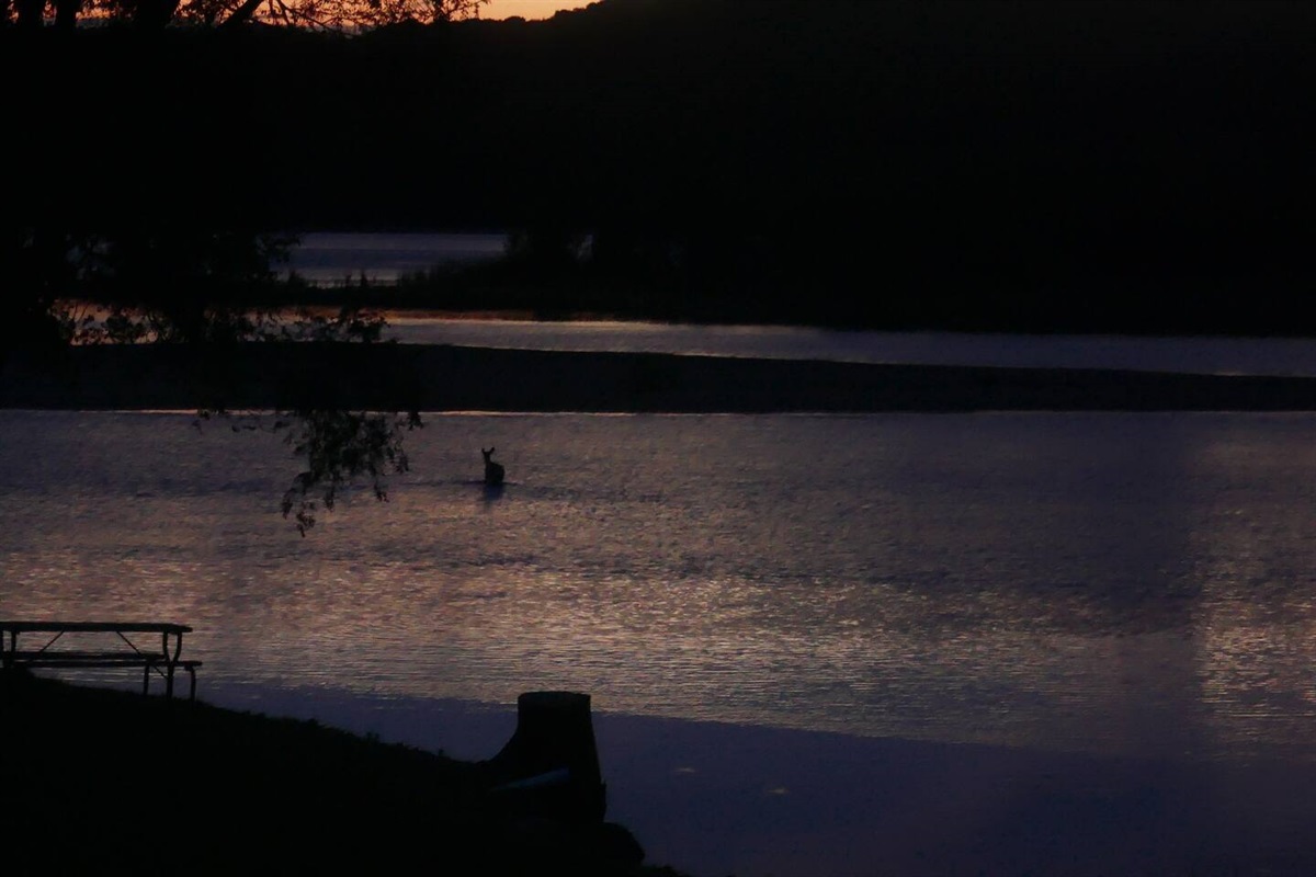 It is very common to see deer out in the water, especially at dusk and dawn