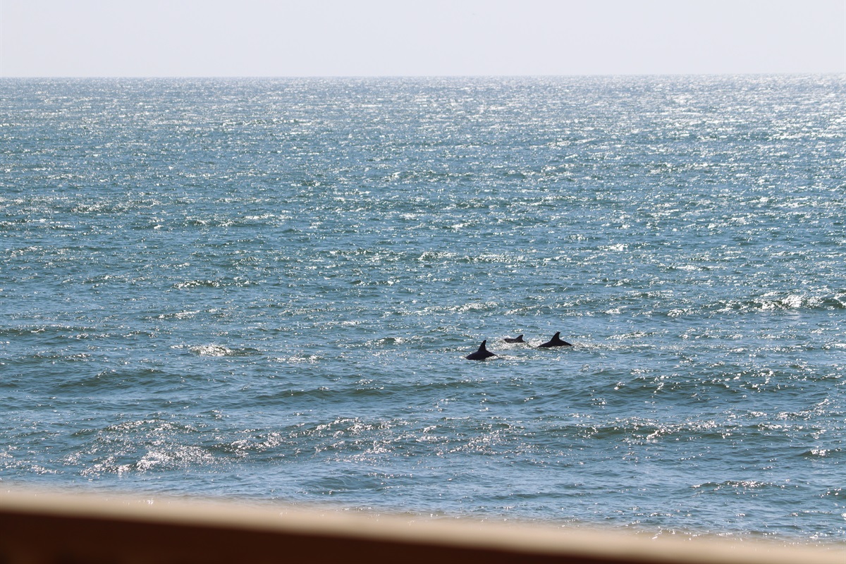 Dolphins at play!