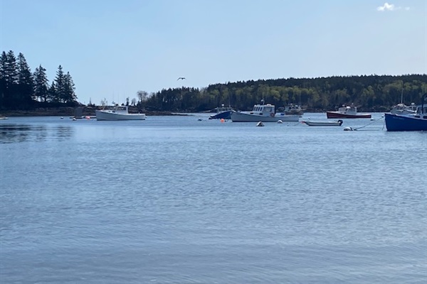 Owls Head Harbor