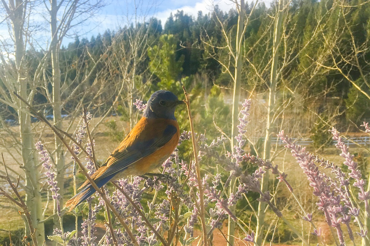 Nature all around you!
