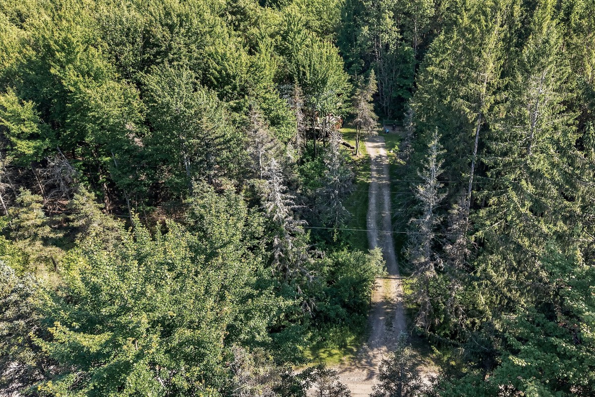 Overhead view of the forest