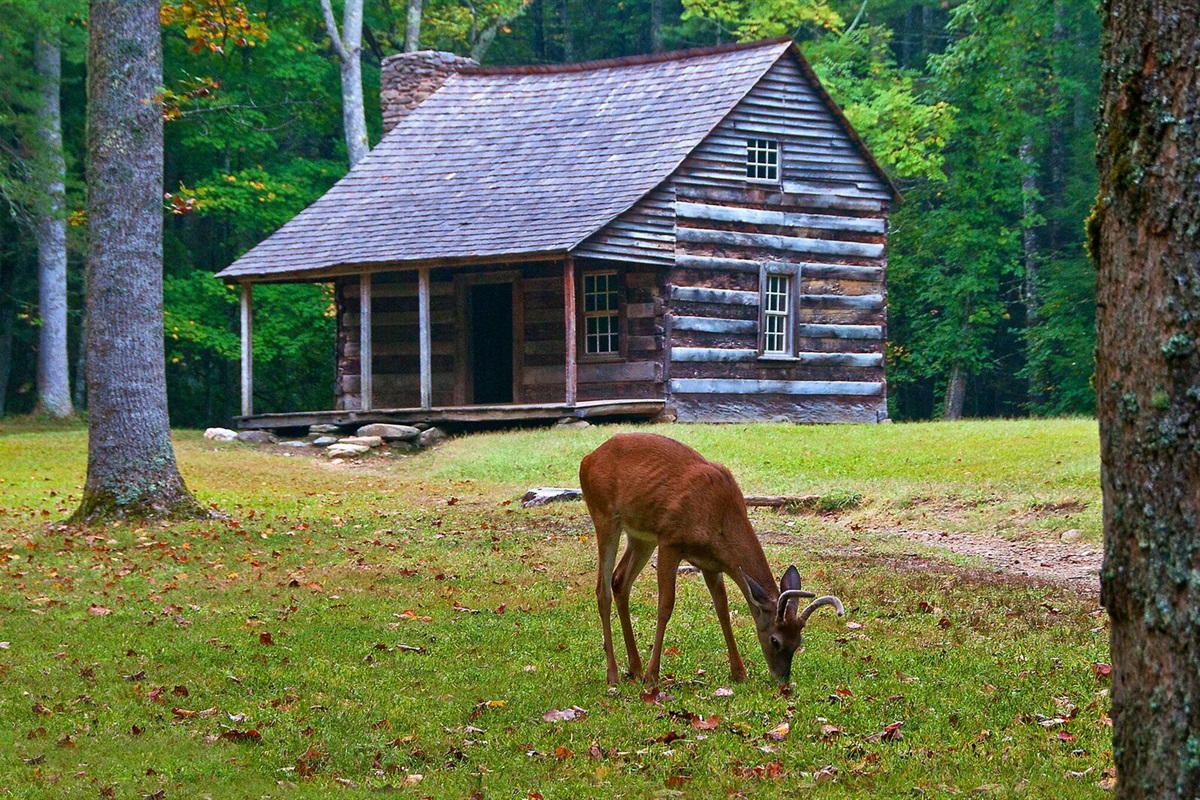 - Wildlife meets history at a preserved mountain cabin in the forest   - Spot grazing deer in a serene natural setting near Cades Cove trails   - Experience the timeless charm of the Great Smoky Mountains up close