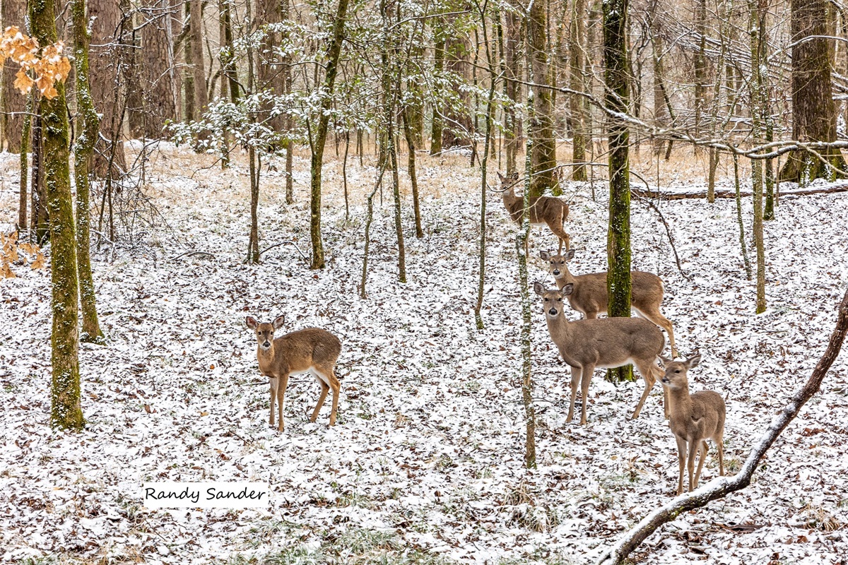 Often have deer sightings off deck of cabin!