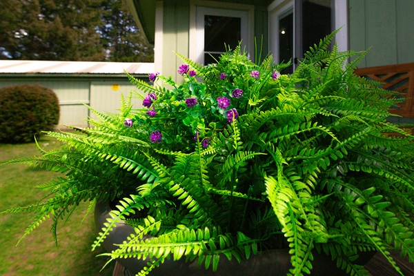Fern on Back Deck