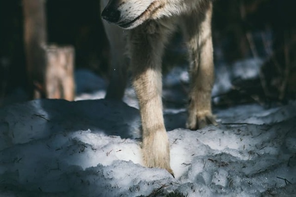 A guest favorite!  The Colorado Wolf & Wildlife Center in Divide, usually requires a reservation.