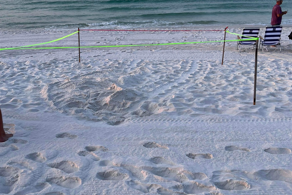 Nesting sea turtles can be seen right from the balcony. 