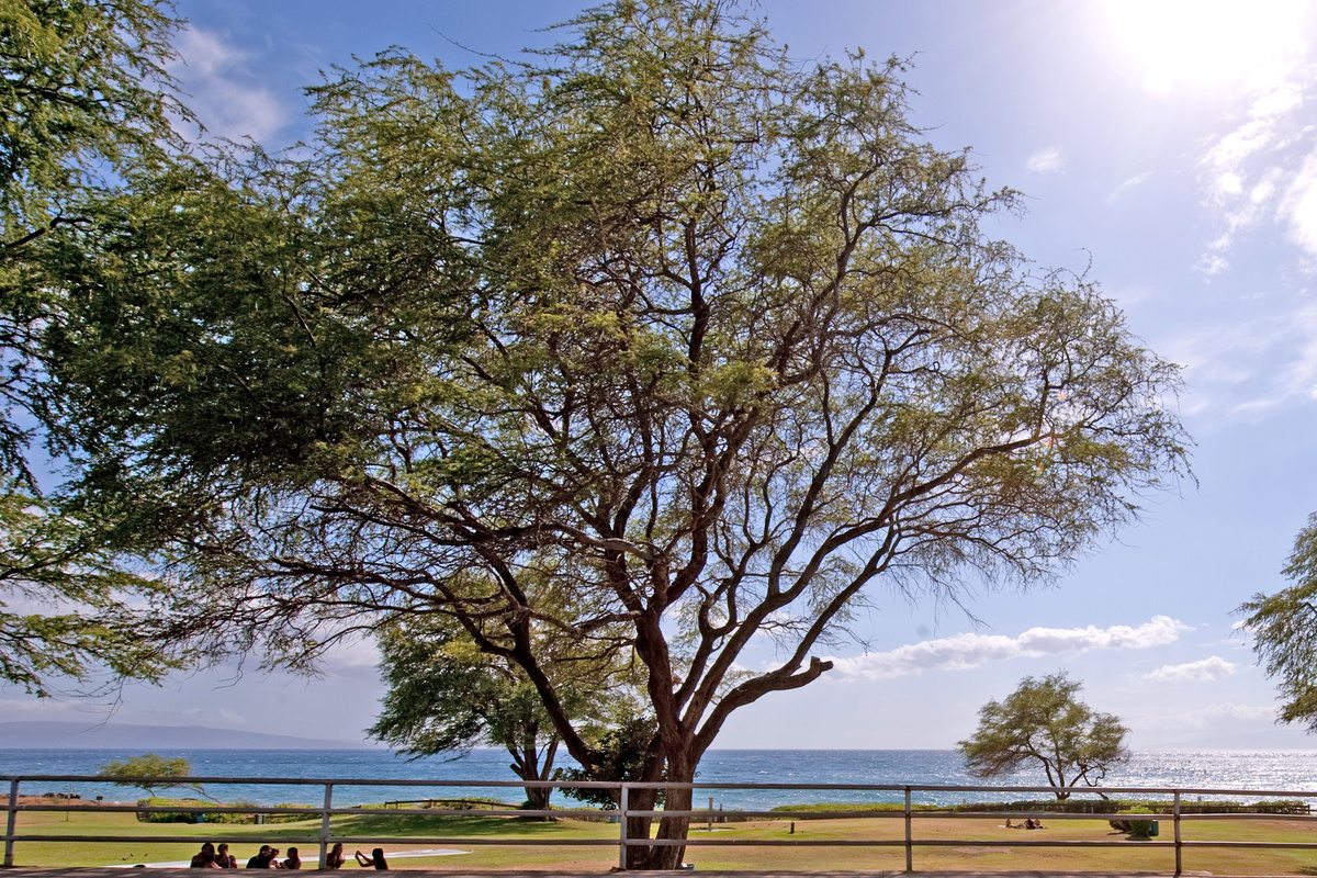 Kamaole 3 beach park