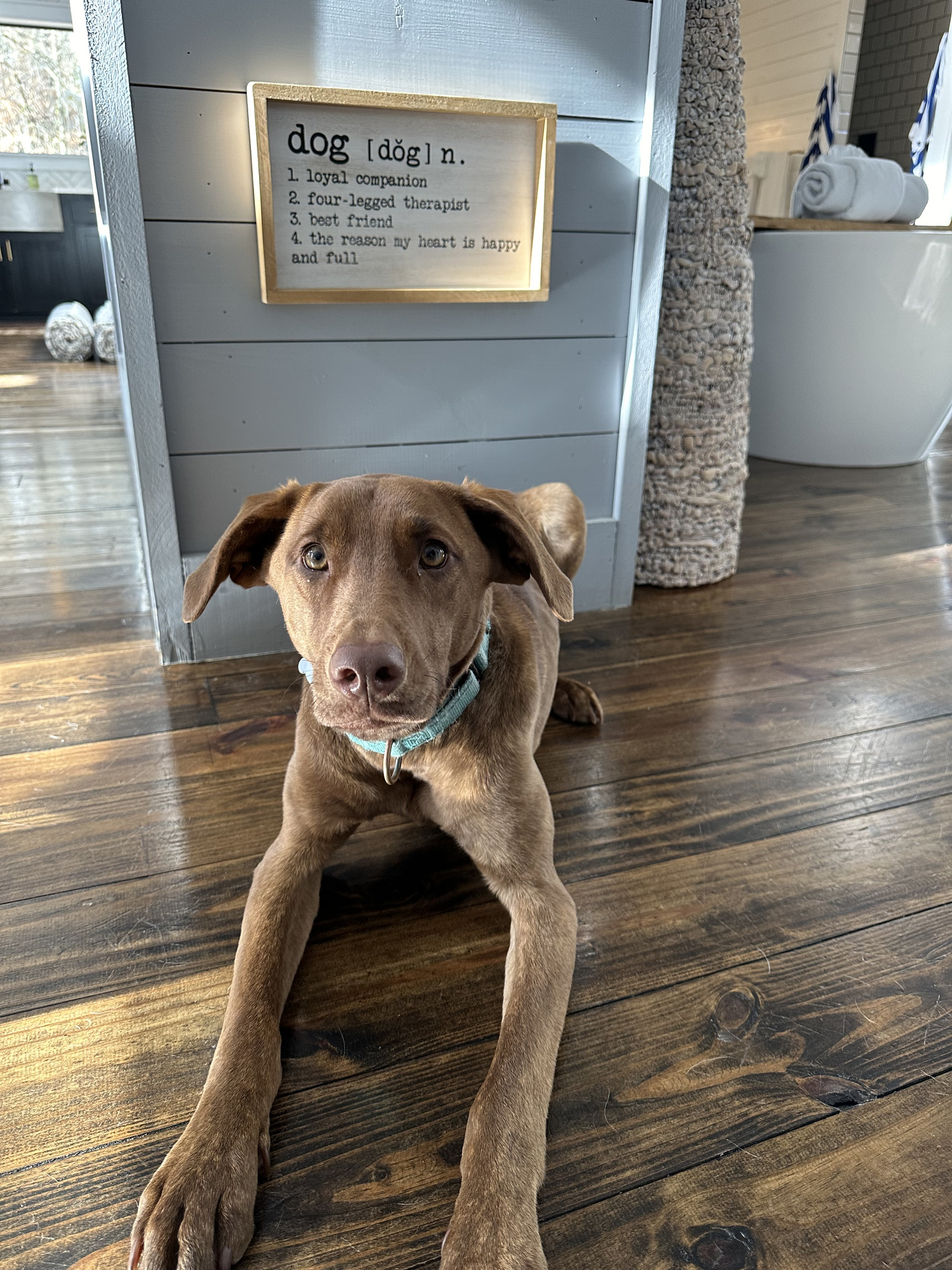 Our furry pal Pretzel @FirstKiss!