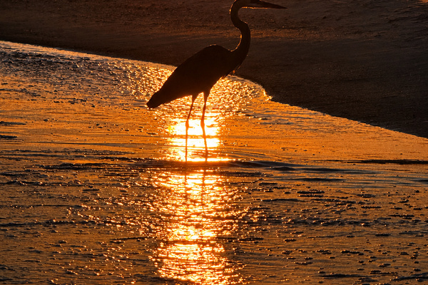 Wildlife encounters are part of everyday life here. Watch herons, dolphins, pelicans, and shorebirds as the sun sets over the Gulf - nature puts on a show every evening.