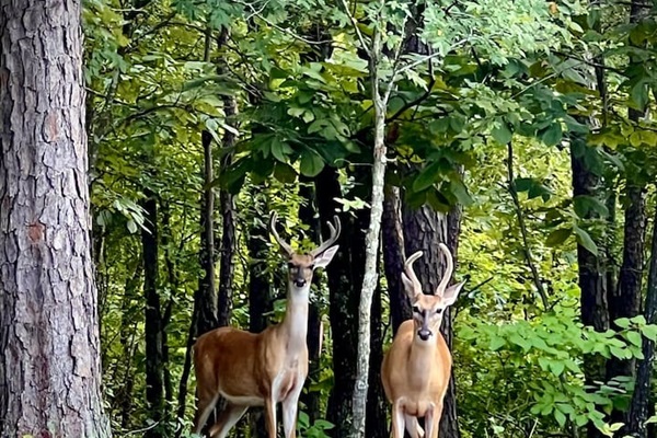 Those beauties are our current neighbors