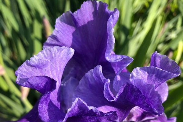 Irises in the neighborhood