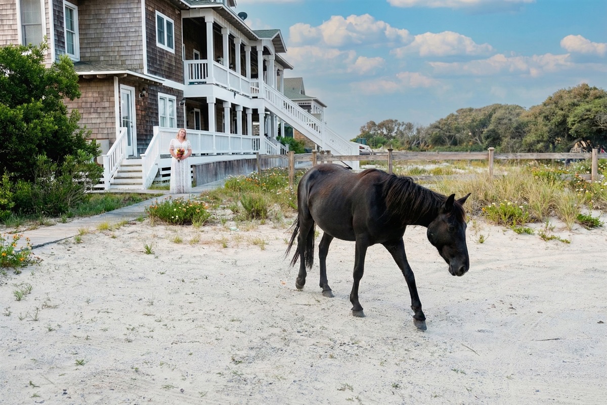 Experience the magic of the Outer Banks with wild horses frequently grazing right by the dunes and event space. A truly unique backdrop for weddings and photos.