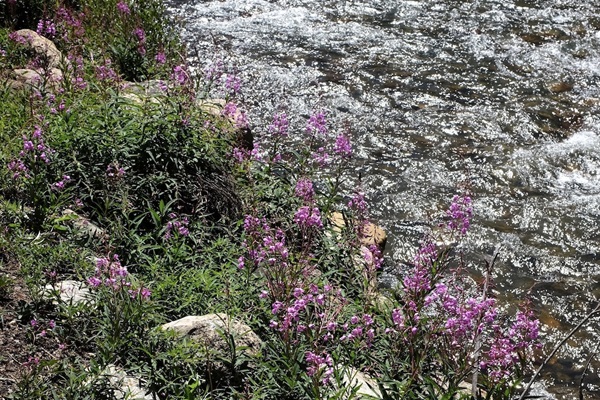 Abundant wildflowers