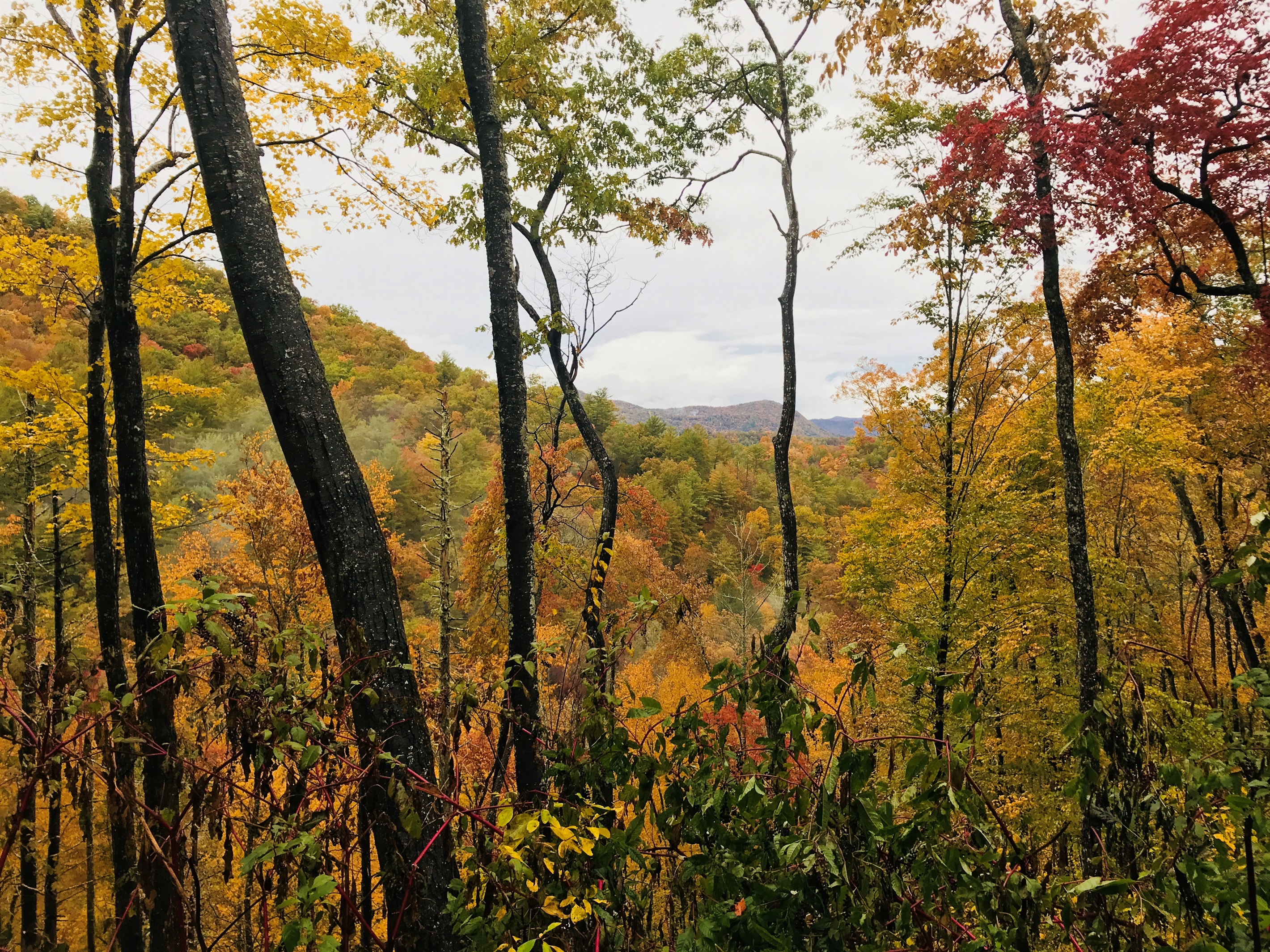 When autumn arrives, the mountains come alive in color. Crisp air, vibrant leaves, and front-row views of fall from your private deck.