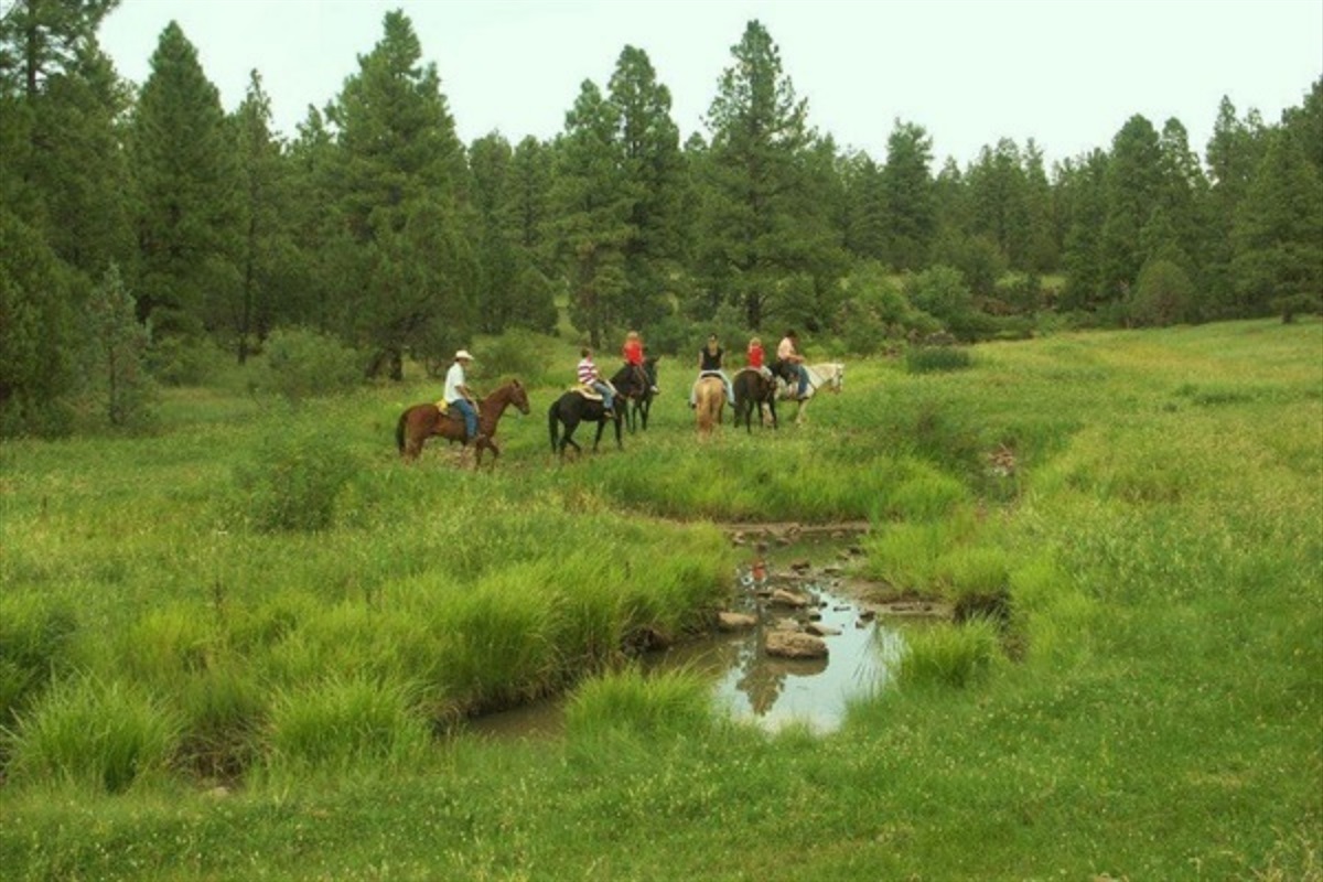 Enjoy a trail ride at Porter Mountain Stables.