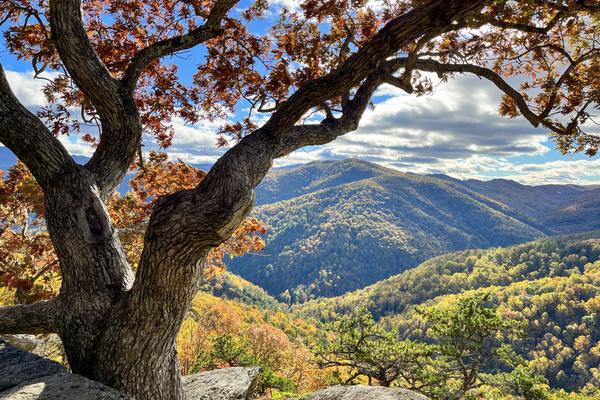 Majestic fall color frames sweeping Blue Ridge Mountain views from a scenic overlook along the Blue Ridge Parkway.