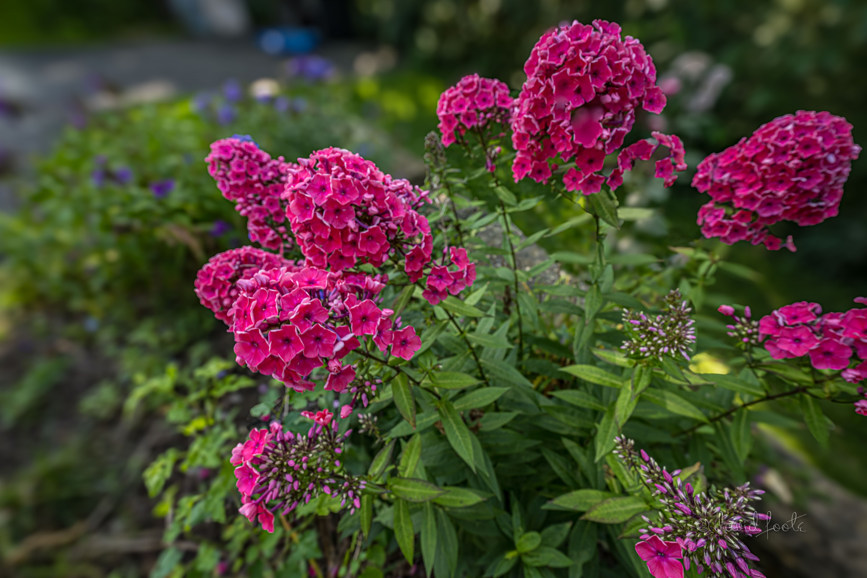 Wooded property over an acre is size with seasonal flowers