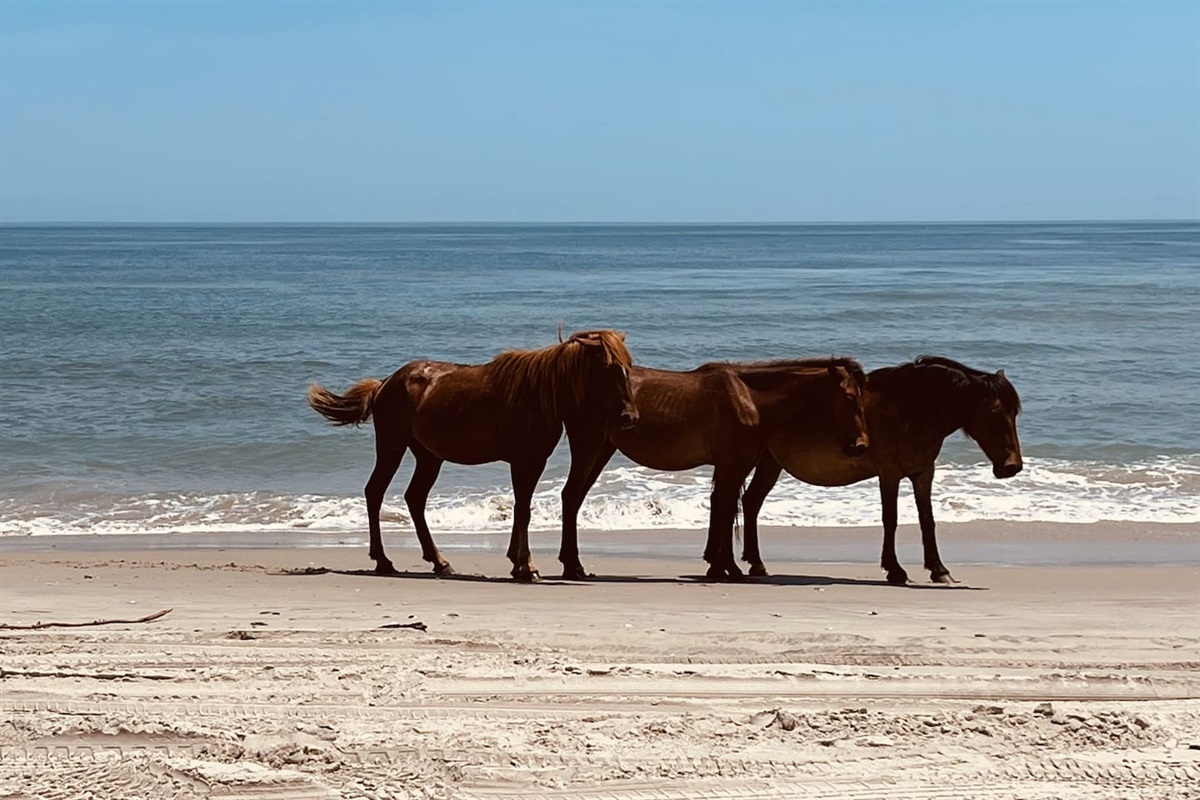 The wild horses are a local highlight. They are often seen roaming freely along the dunes and the water's edge.