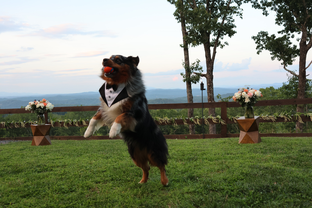 Forever starts here, with wagging tails and happy hearts. 🤍🐕