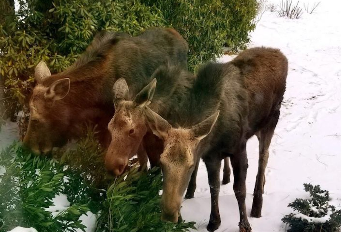 Area moose visit our neighborhood throughout the year.