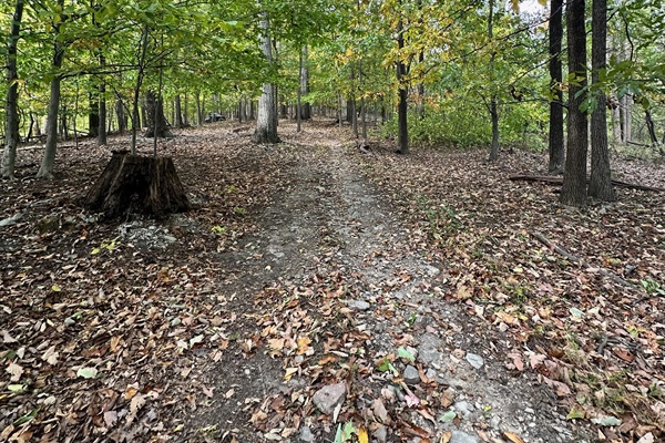 The Woodland Sanctuary Trail
Journey Through the Whispering Woods.
