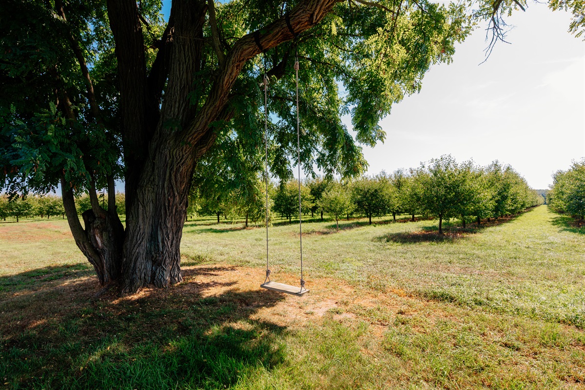 Shady oak tree and yard for relaxing