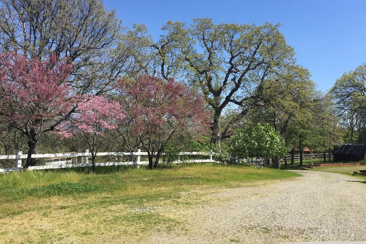 Trees throughout front and back of 5 acre property