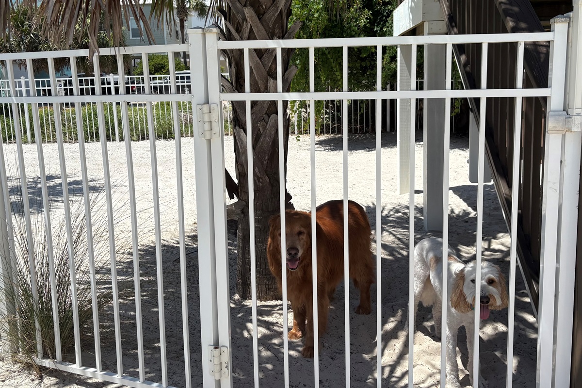 Fenced in yard for the pups!