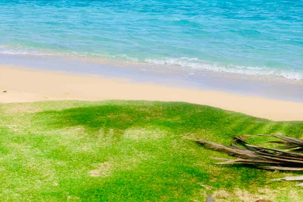 Your safe  beach, right in front of  the condo :)