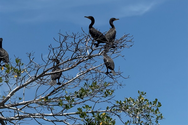 Double-Crested Cormorants hang out in the sound