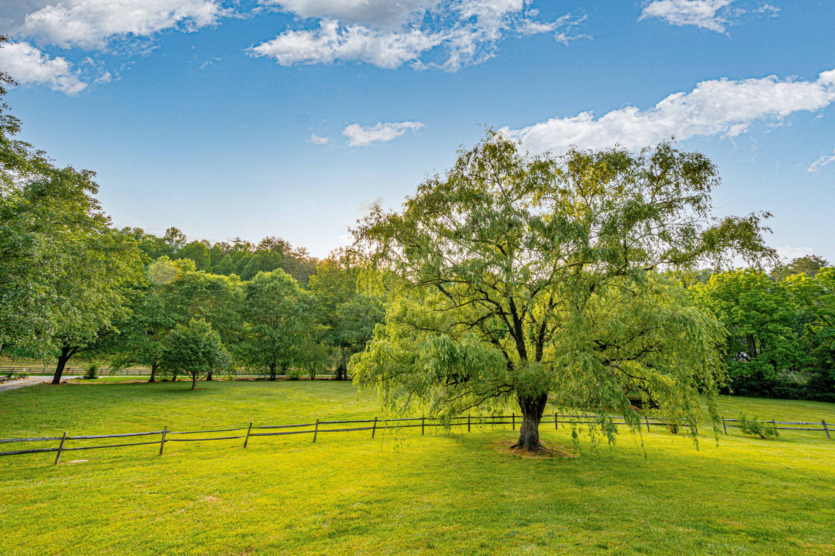 Enchanting Views: Enjoy serene sunsets under the shade of a magnificent tree in lush surroundings!