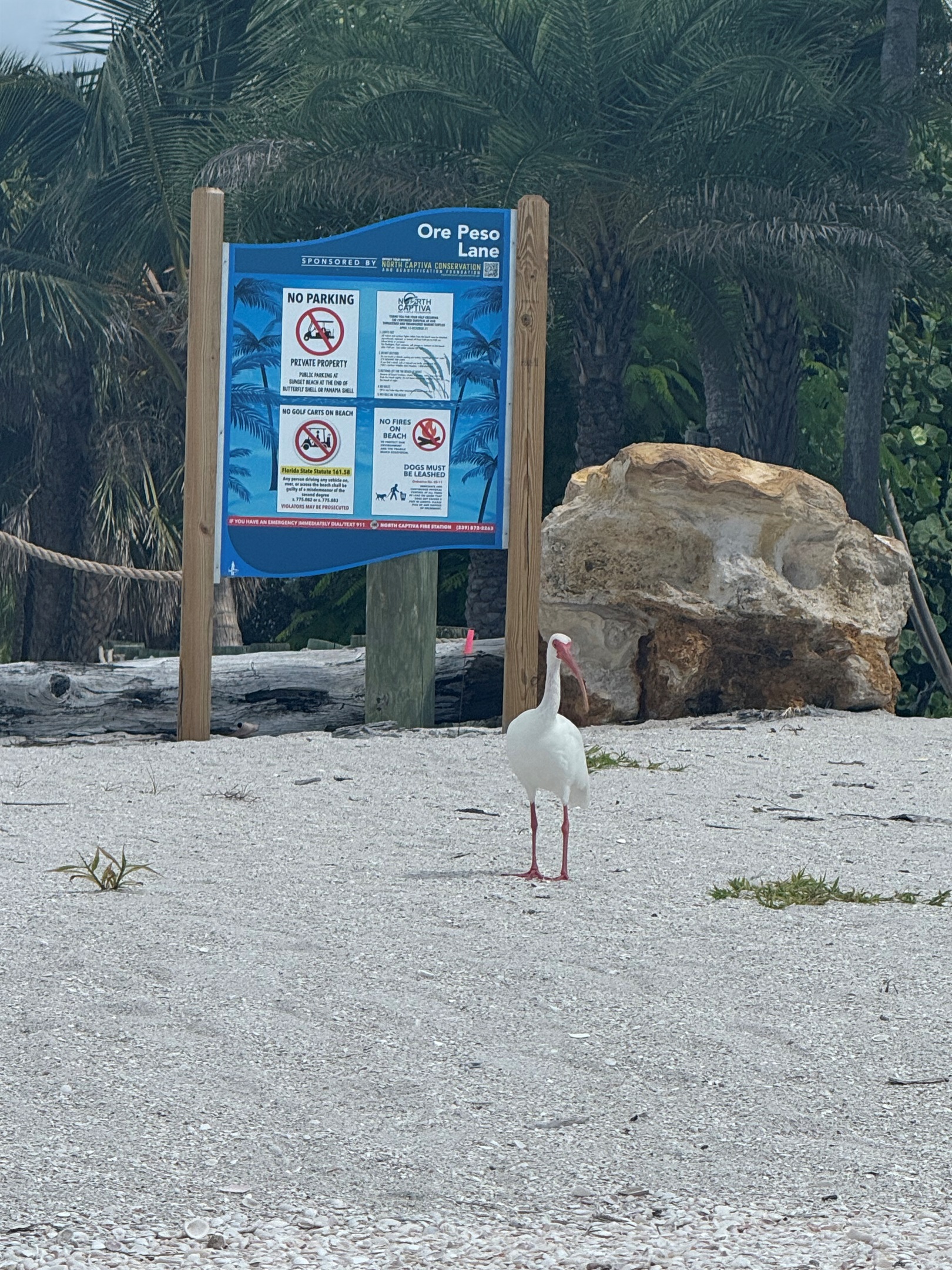 American White Ibis frequent the island