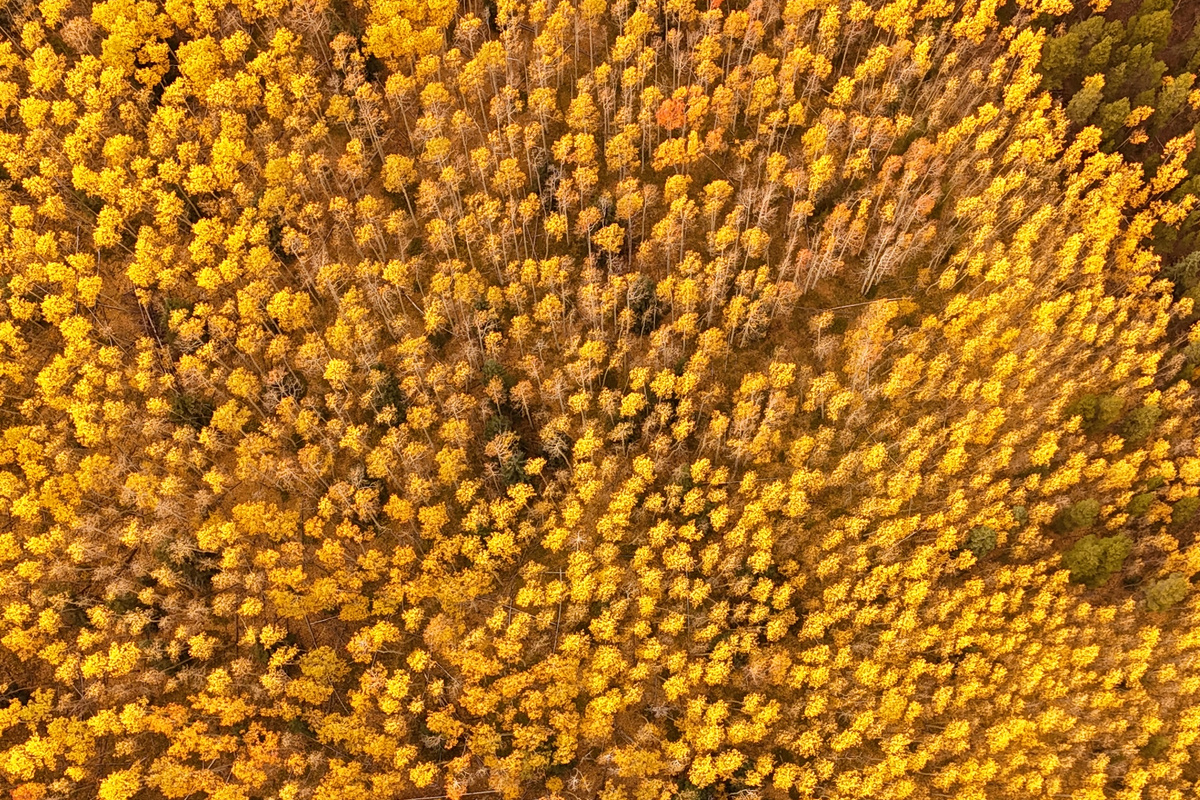 What leaf peeping dreams are made of!