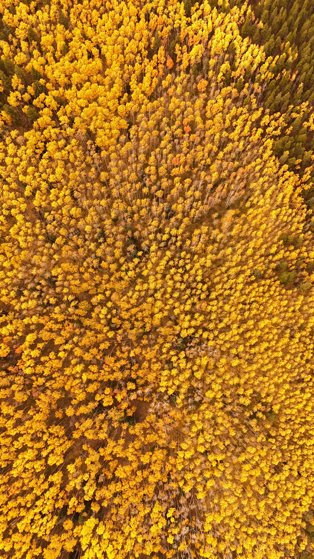 What leaf peeping dreams are made of!