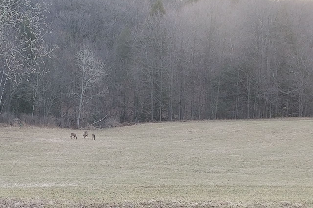 Back yard