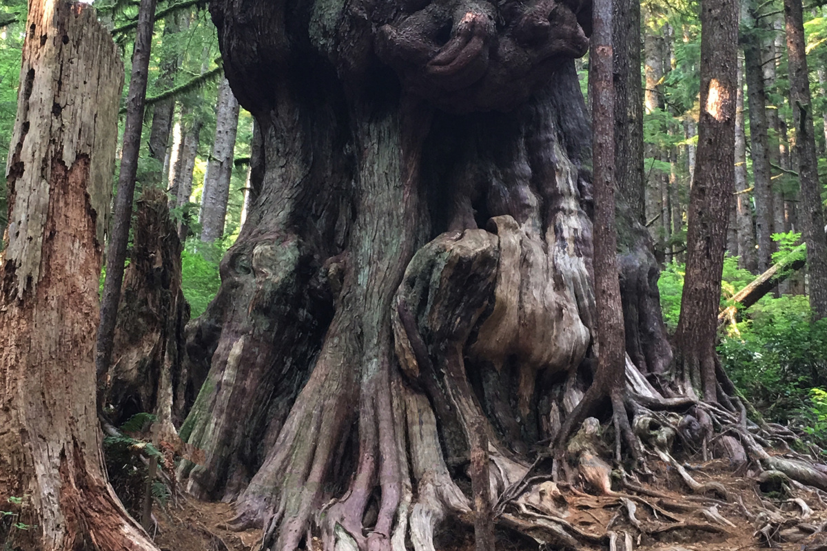 Canada's Gnarliest Tree, in Avatar Grove