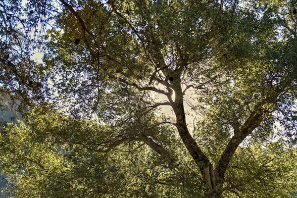 Beautiful trees everywhere