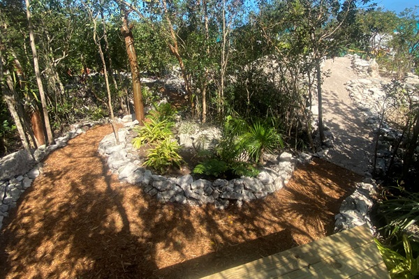 Continue through the citrus path, you come to a wooded area with native orchids and large ferns.