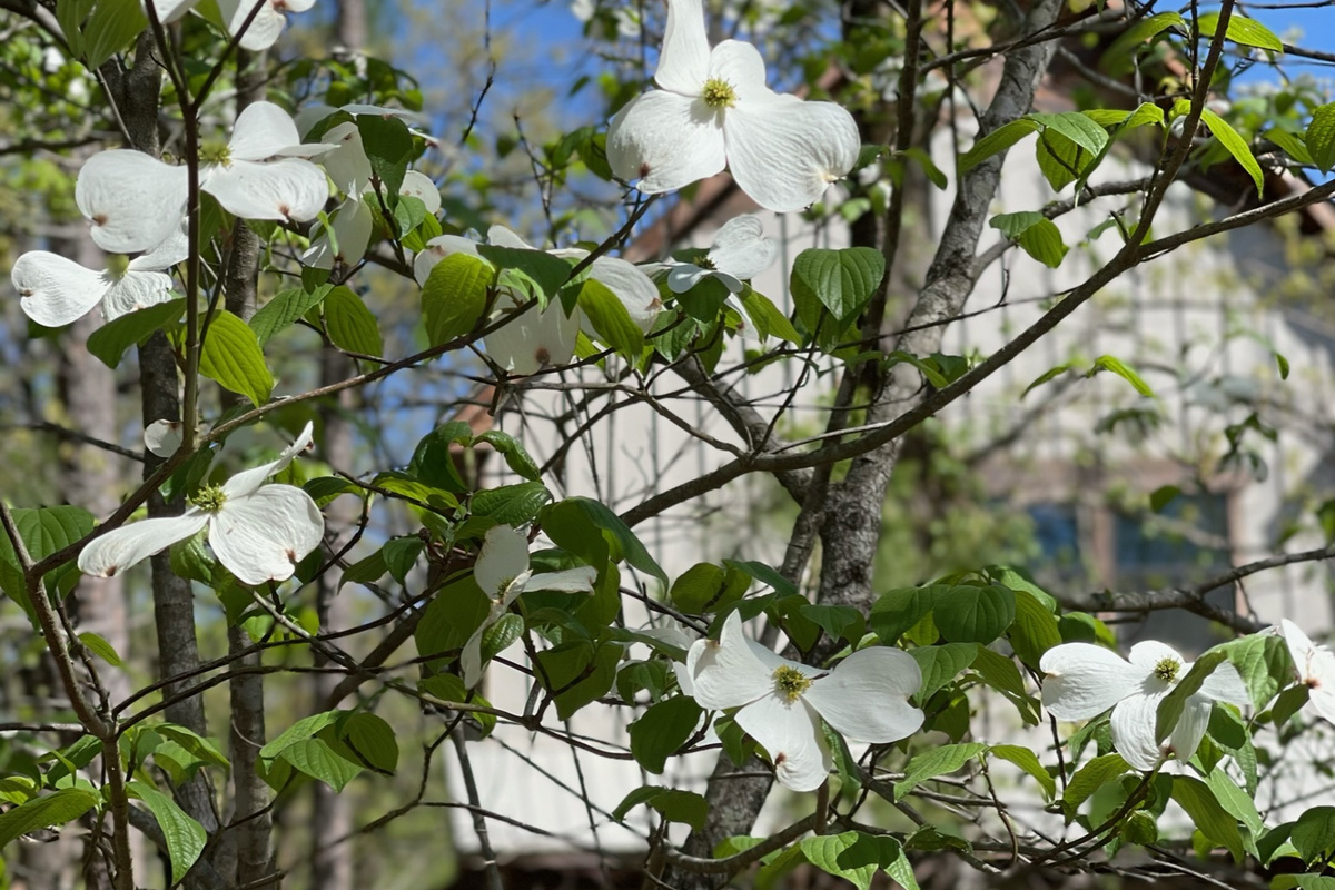 Beautiful dogwoods of spring surround the entrance of @vanillabeancabin!