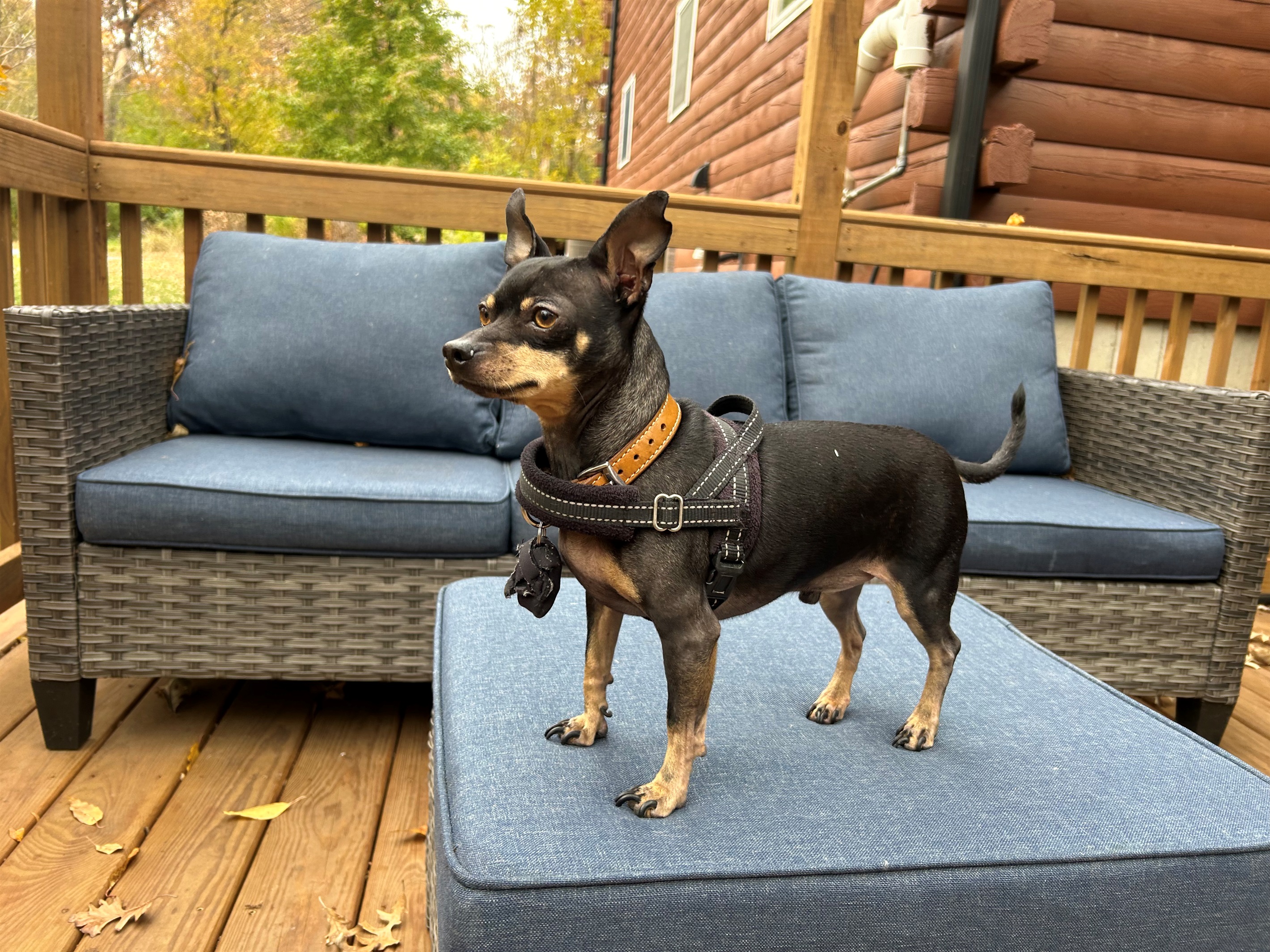 The gated deck is a great place for your dog to hang out while you are outside.