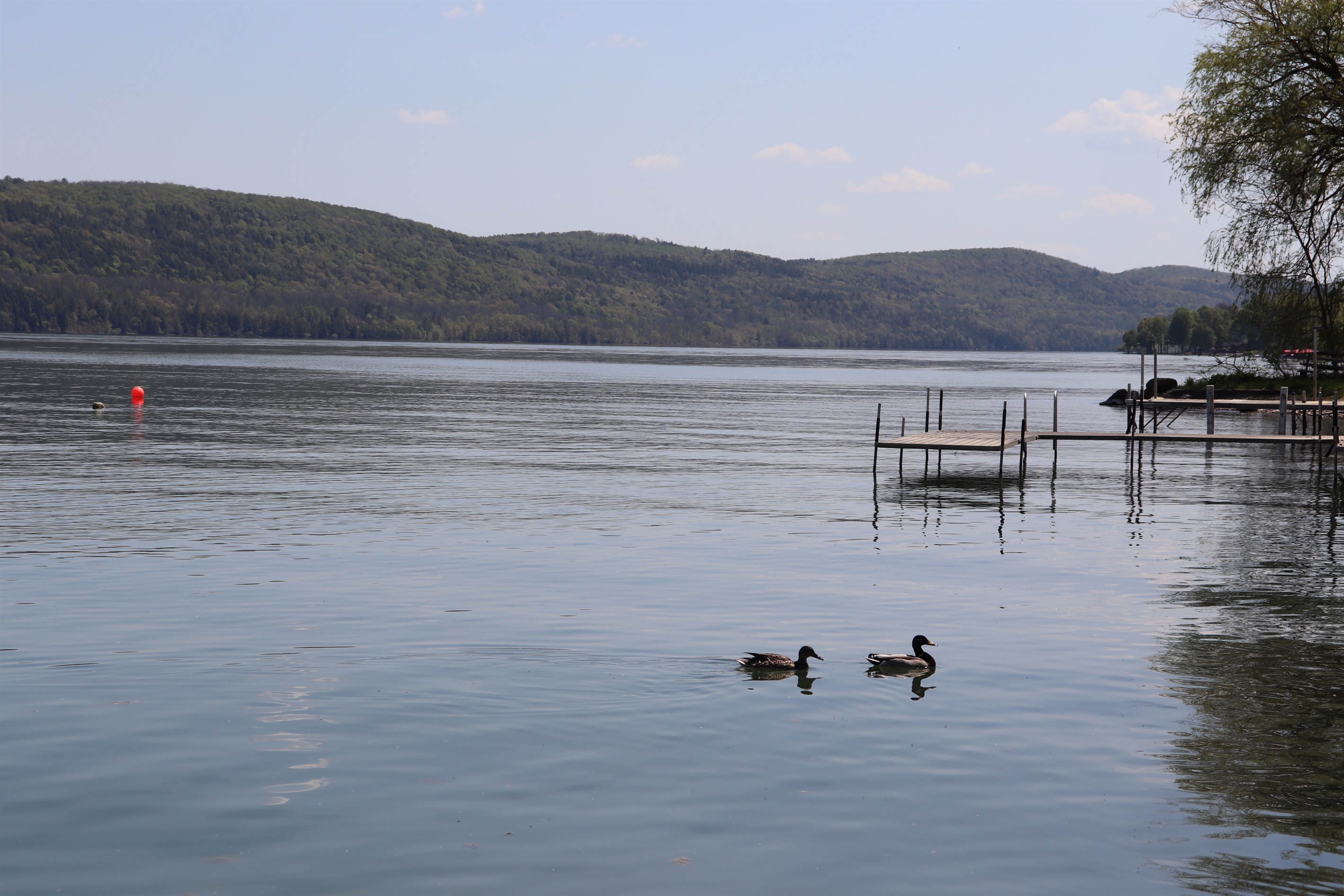 Friendly ducks swimming about.