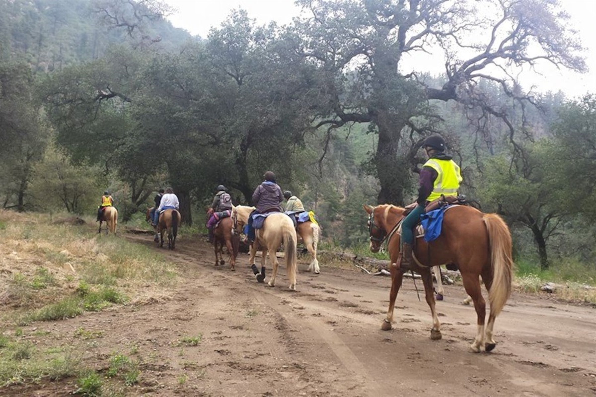 Bring your horses