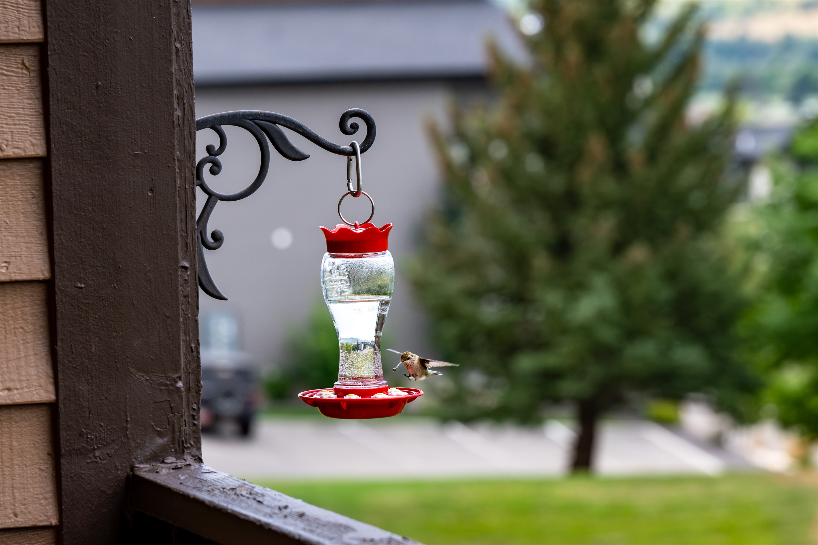 Hummingbird