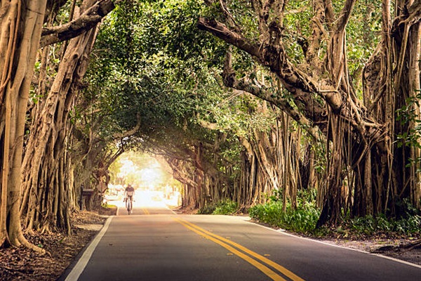 Beautiful drive through Banyan Tree Forest on the way to Sandsprit Park