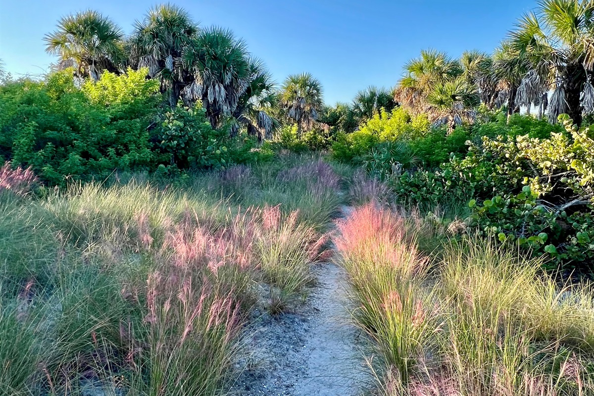 Your stay on NCI isn't complete until you visited the island's 600-acre nature preserve! Step away from the houses and explore the trails, unique vegetation, and 200+ species of birds that call this island their home.